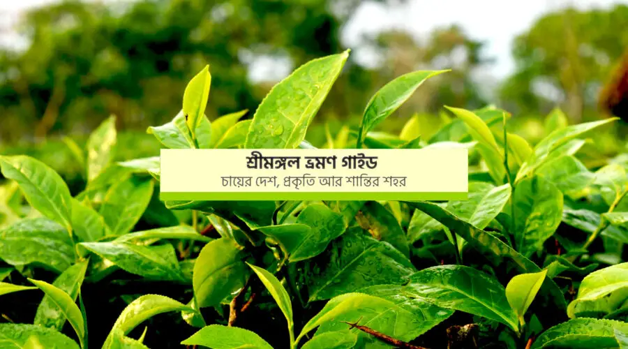 শ্রীমঙ্গল ভ্রমণ গাইড – চায়ের দেশ, প্রকৃতি আর শান্তির শহর